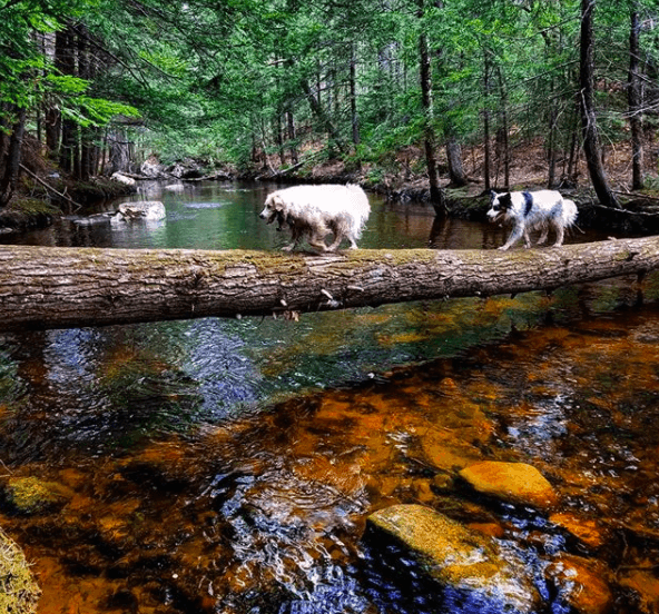 Trailblazers